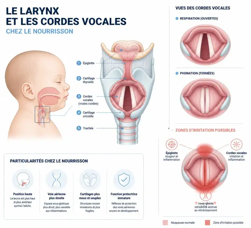 Schéma anatomique du larynx d'un bébé pour comprendre les causes de la voix cassée